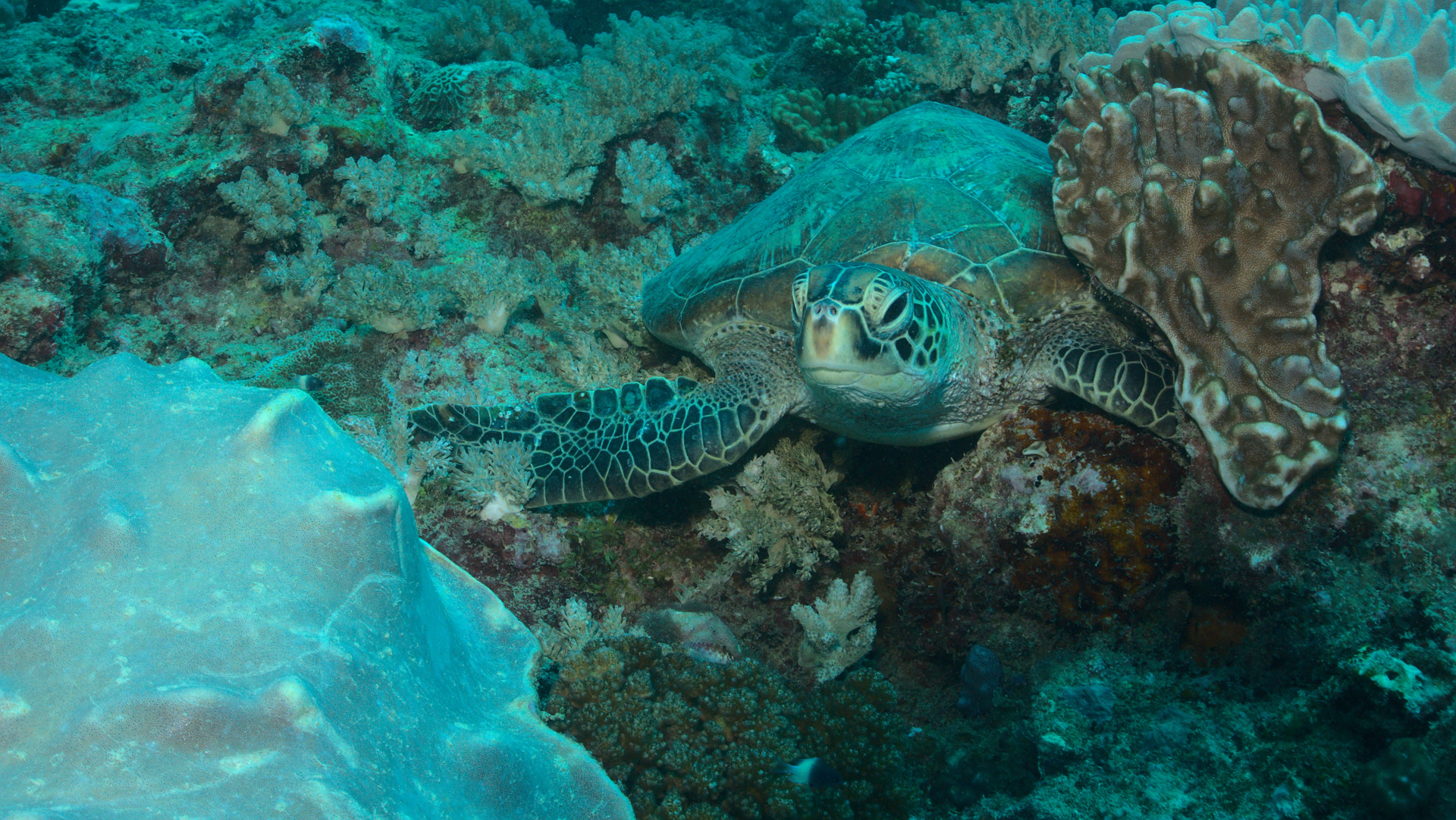 Marine life