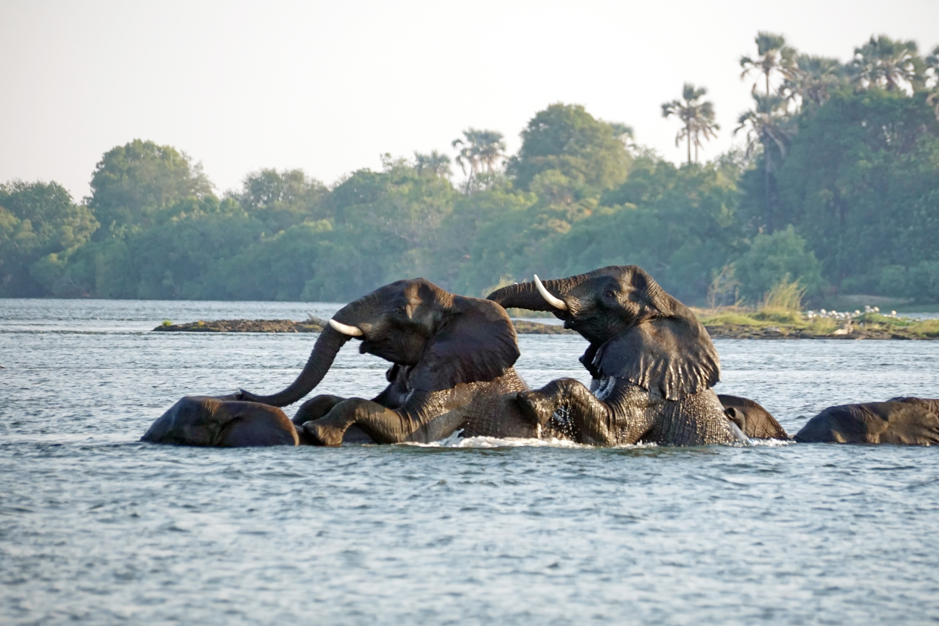 Mammals
