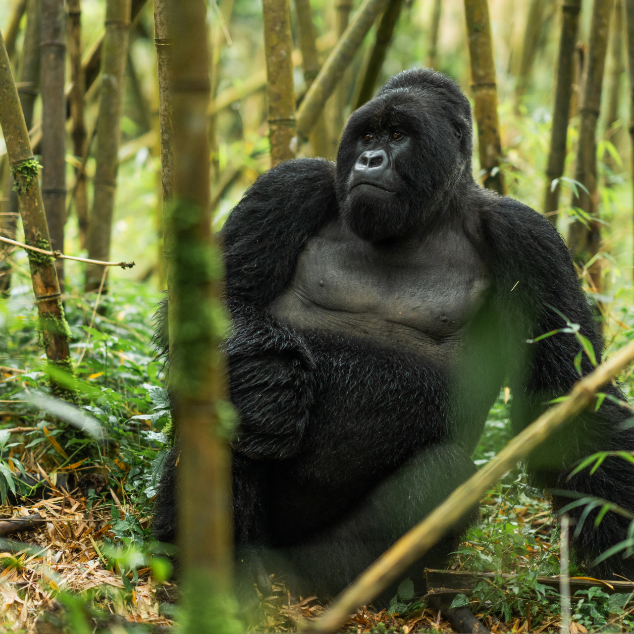 Singita Volcanoes National Park Gorilla Felix Studios