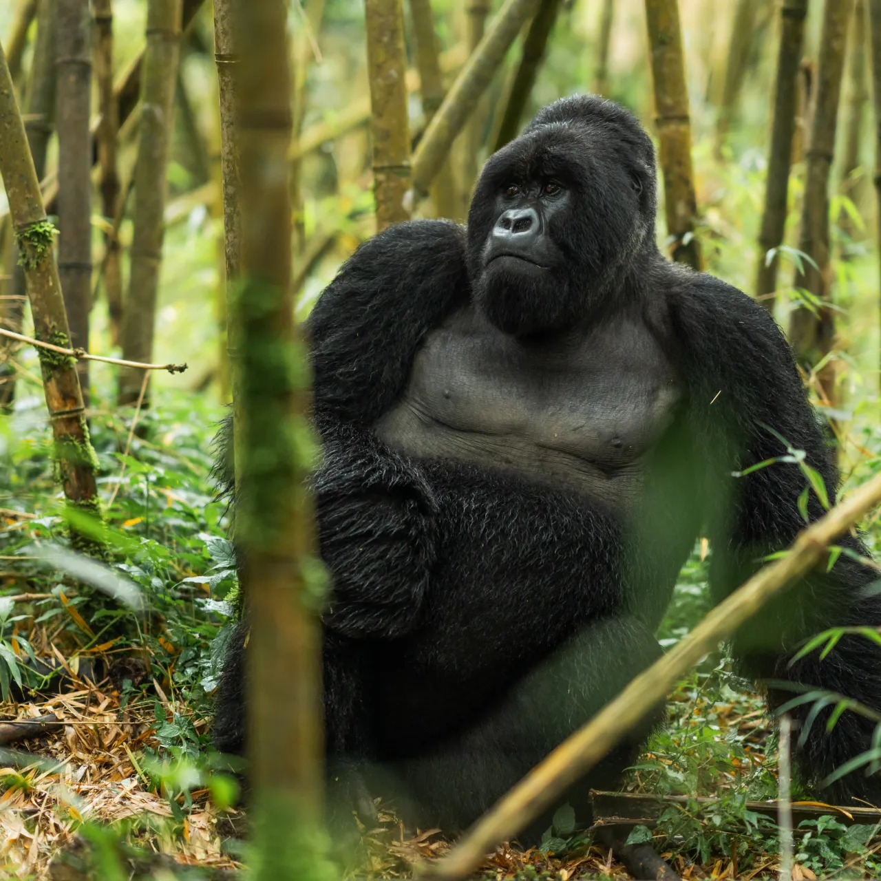 Singita Volcanoes National Park Gorilla Felix Studios