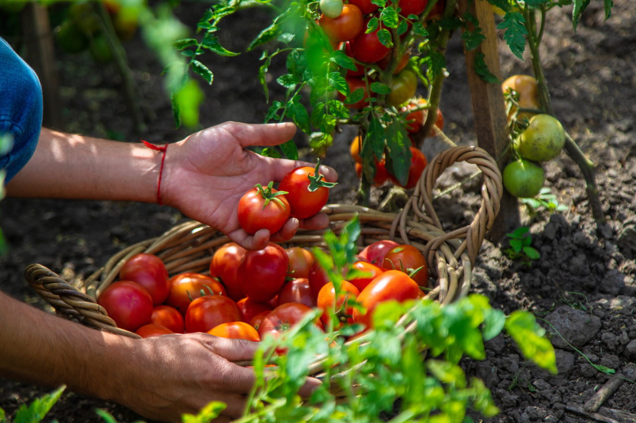 Tomato Harvest Working Farm
