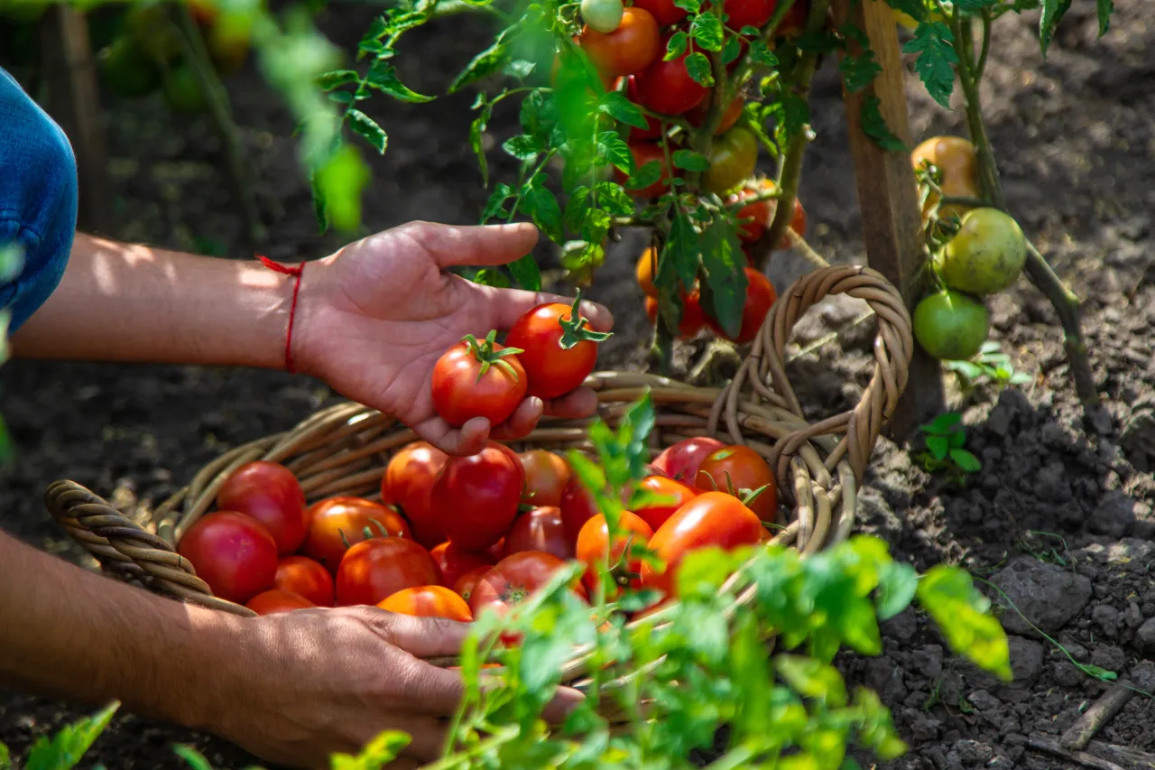 Tomato Harvest Working Farm