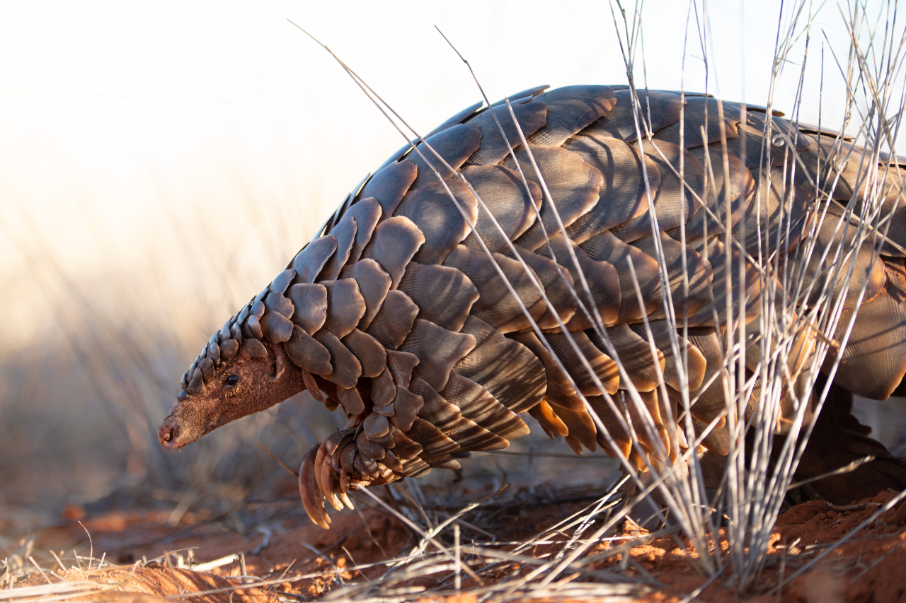 Pangolin Research Mike Sutherland Tswalu