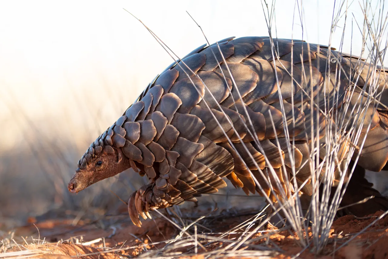 Pangolin Research Mike Sutherland Tswalu