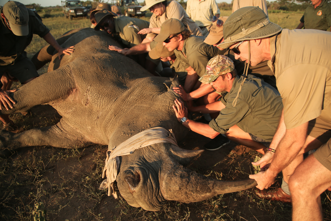 South Africa Phinda Reserve Experience Conservation Rhino Dehorning with SHARKS 44