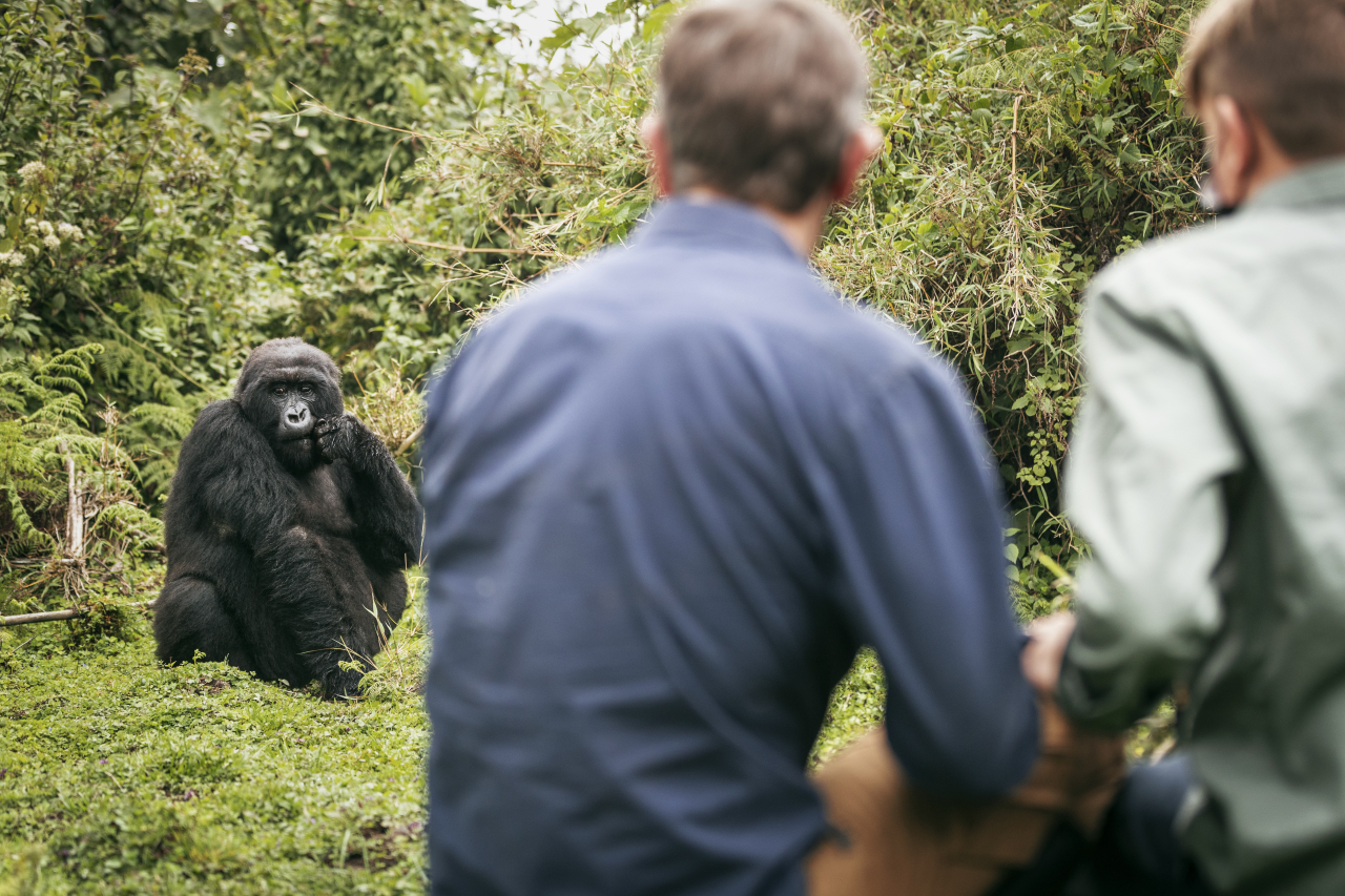 17 BISATE GORILLA TREK 1444