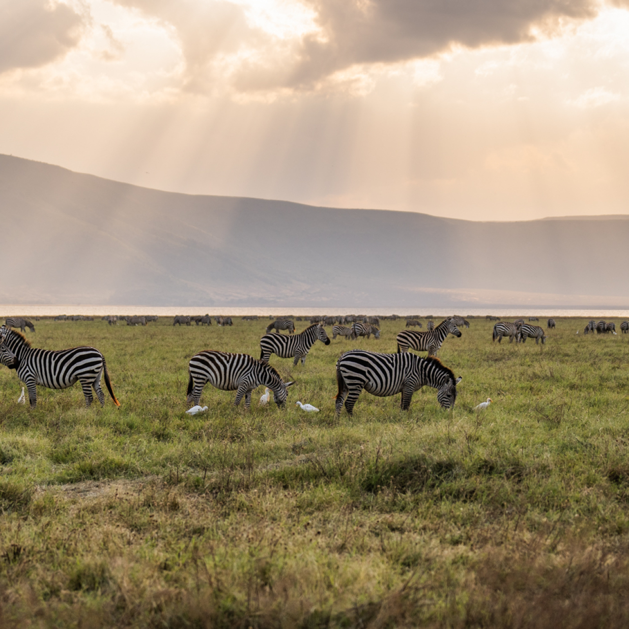 Africa East Africa Tanzania Ngorongoro Crater Lodge Jamie Lucas Wildlife Zebras and sunshine
