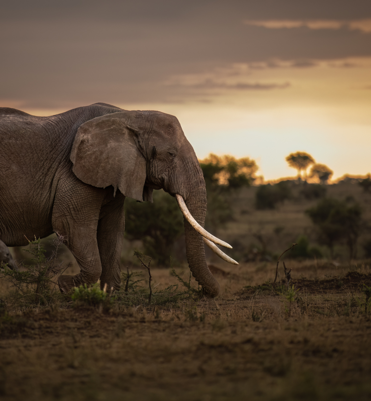 East Africa experiences