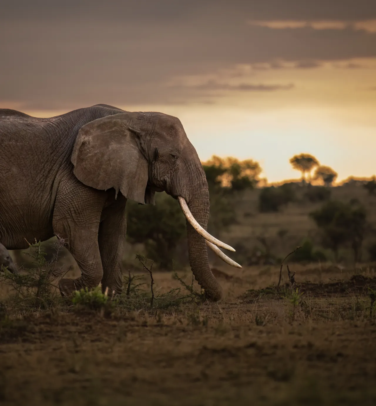 East Africa experiences