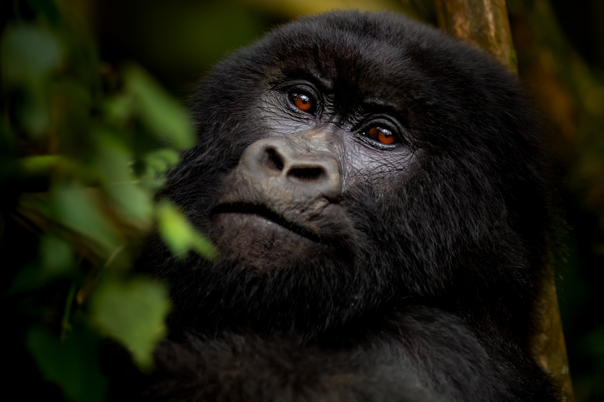 Gorilla trekking