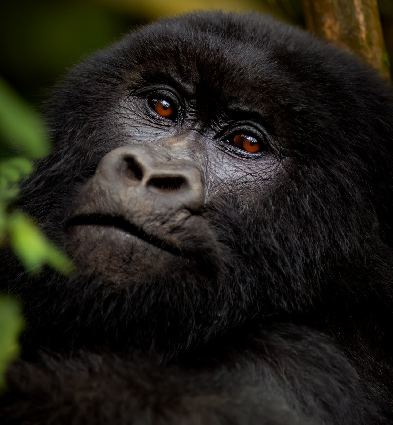 Gorilla trekking