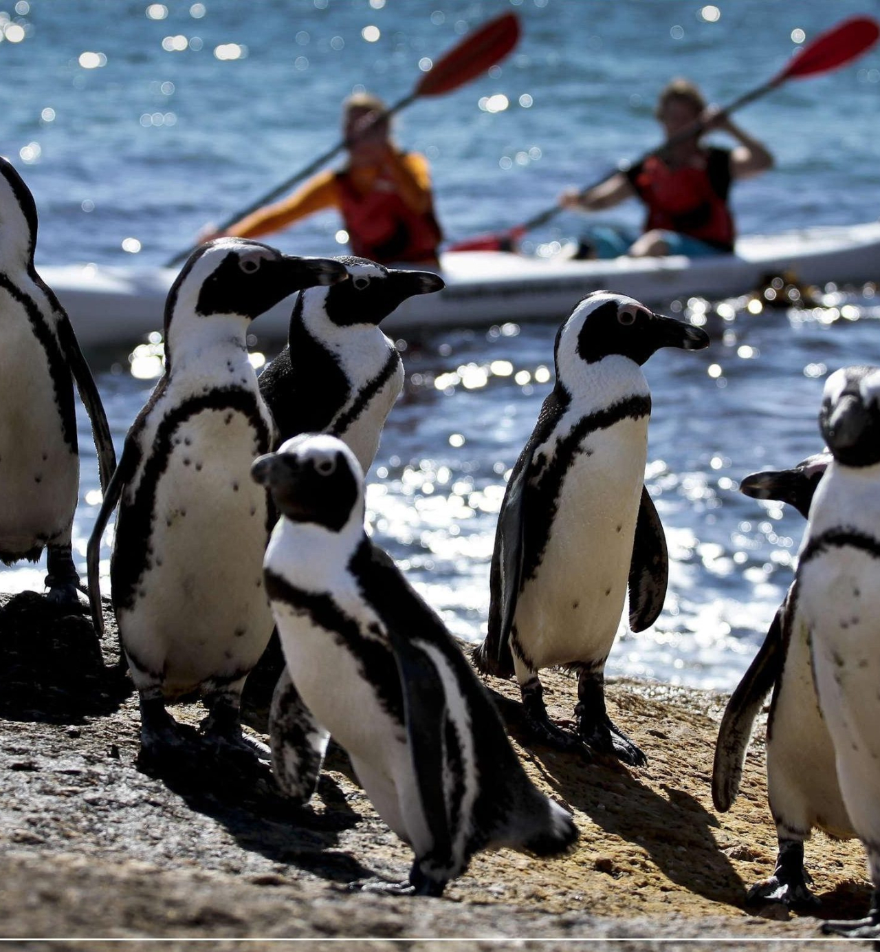 Paddle with penguins
