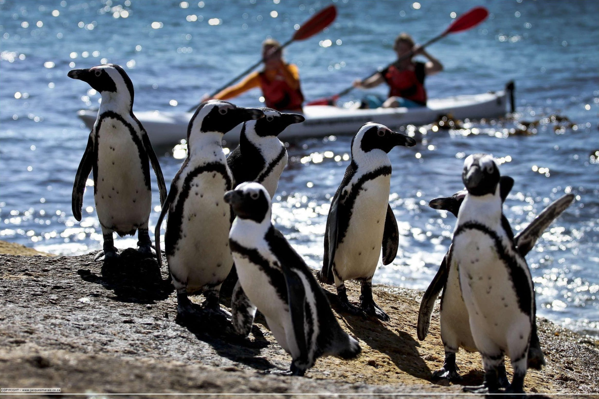 Paddle with penguins