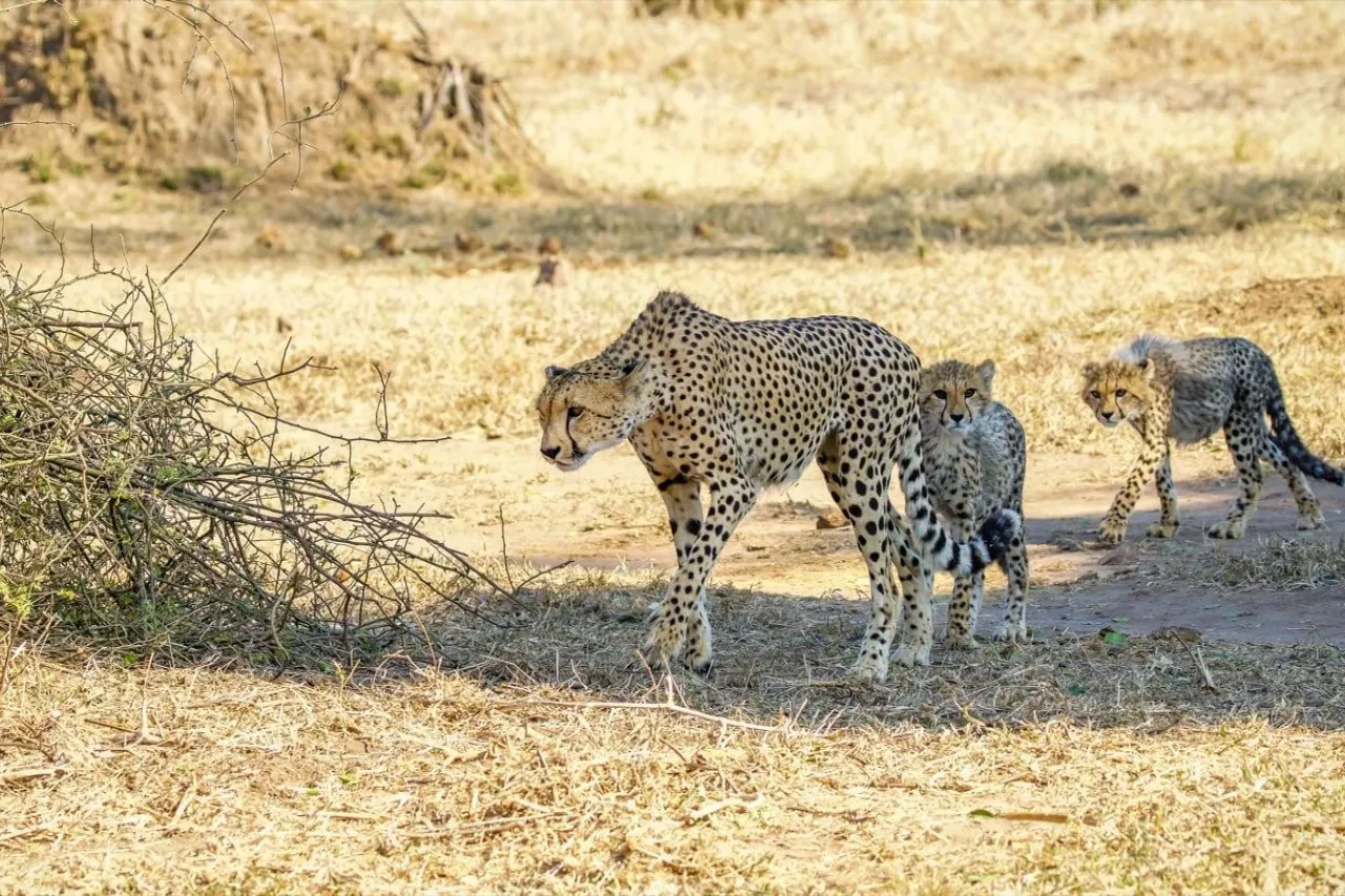 Chilo Gorge Safari Lodge Cheetah Cubs at Mahove