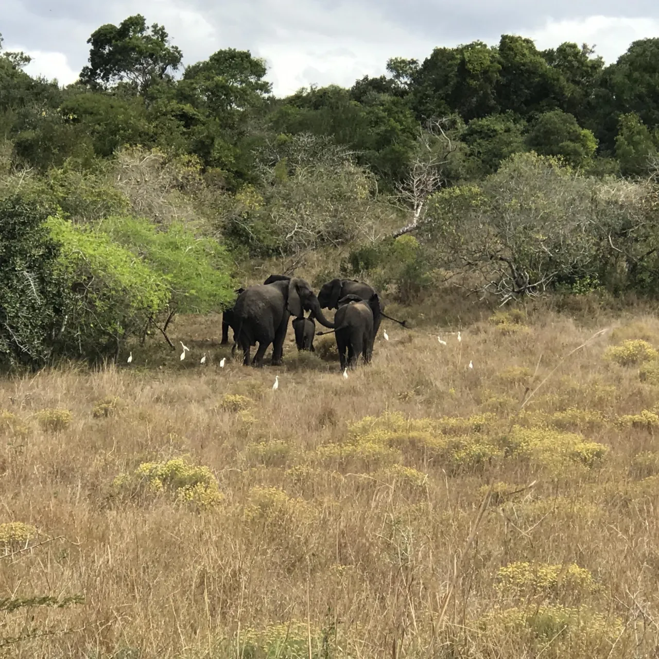 GALLERY Maputo Special Reserve