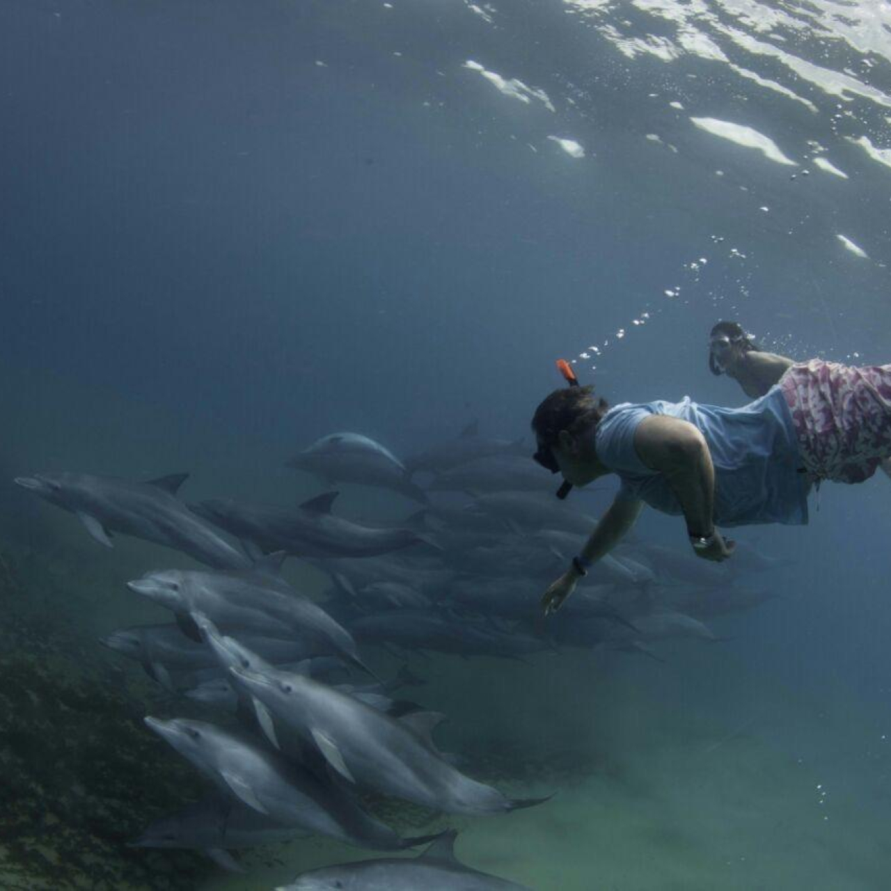 GALLERY Ocean Safari