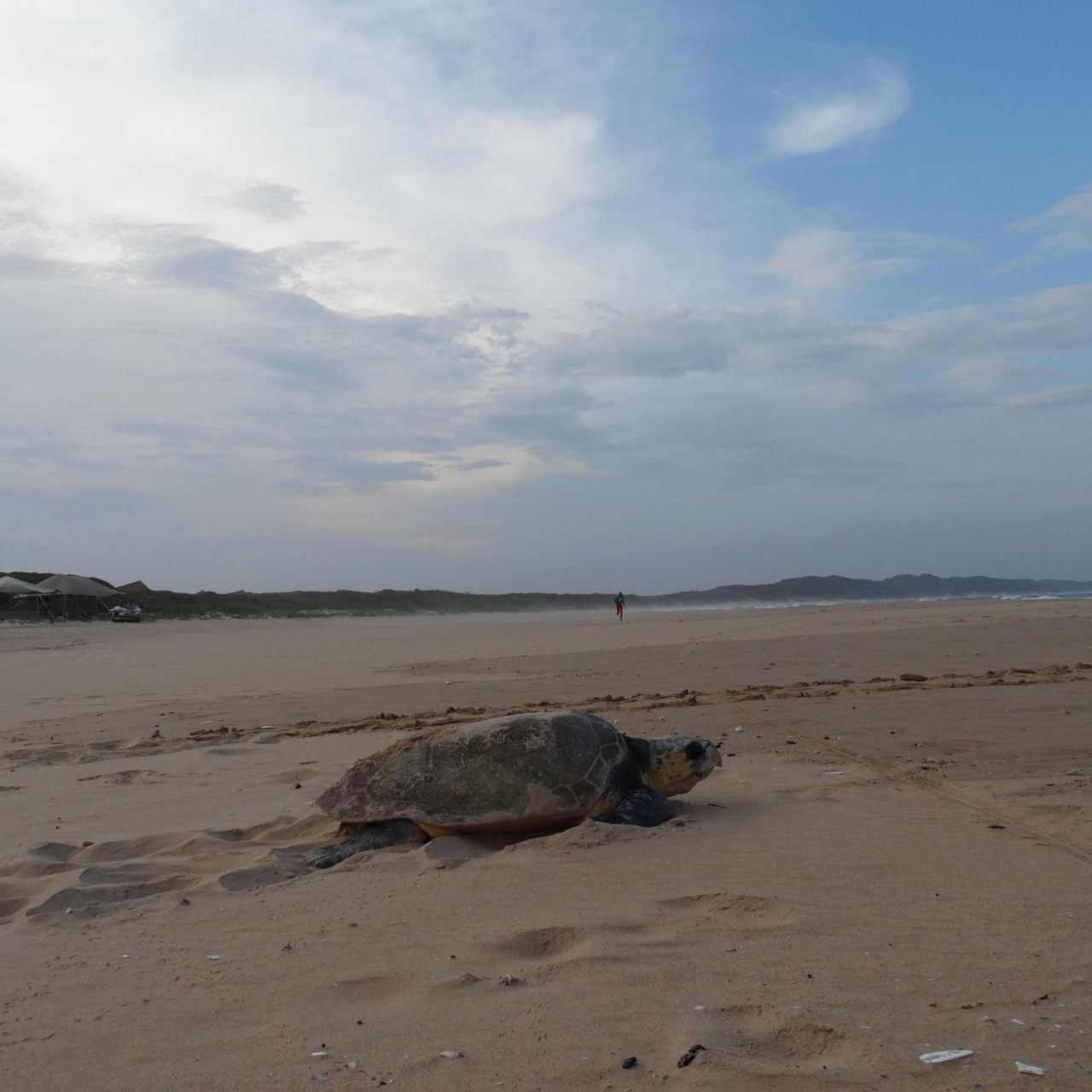 GALLERY Turtle Season