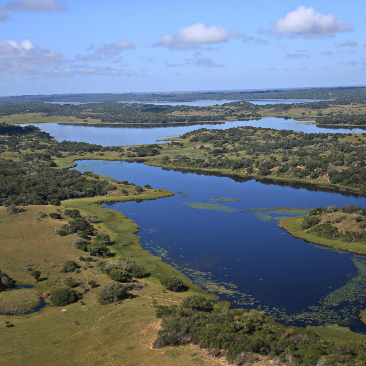 GALLERY Maputo Special Reserve Mangroves