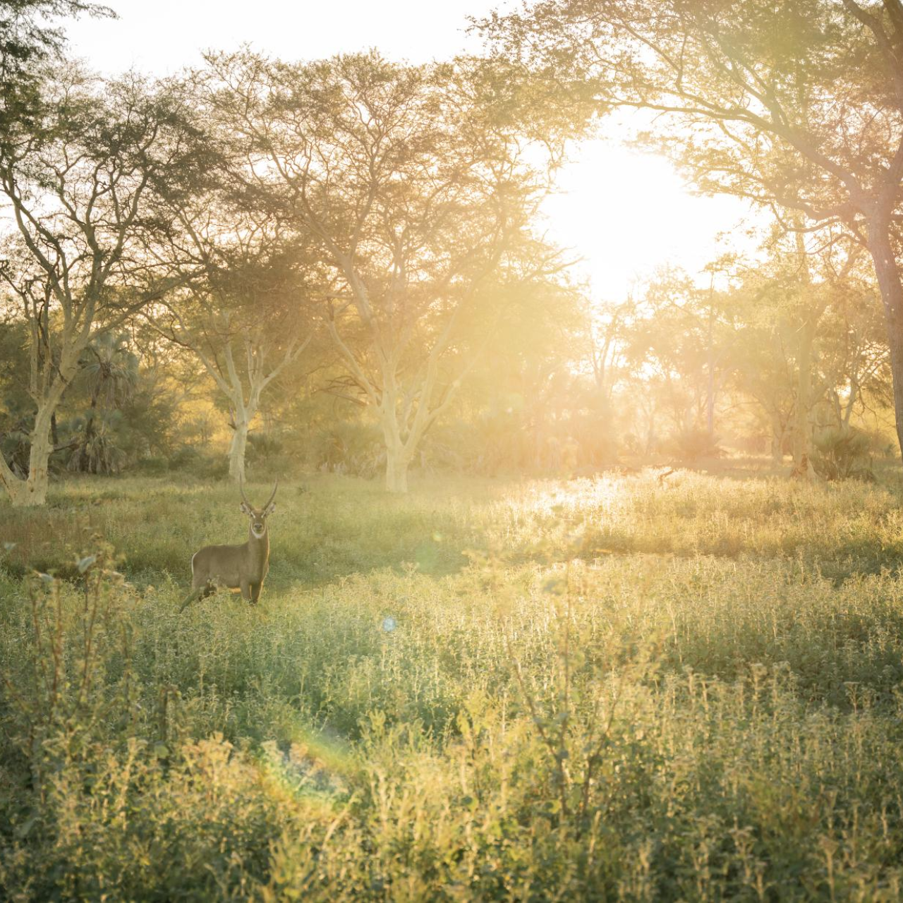 GALLERY Gorongosa Safaris 17