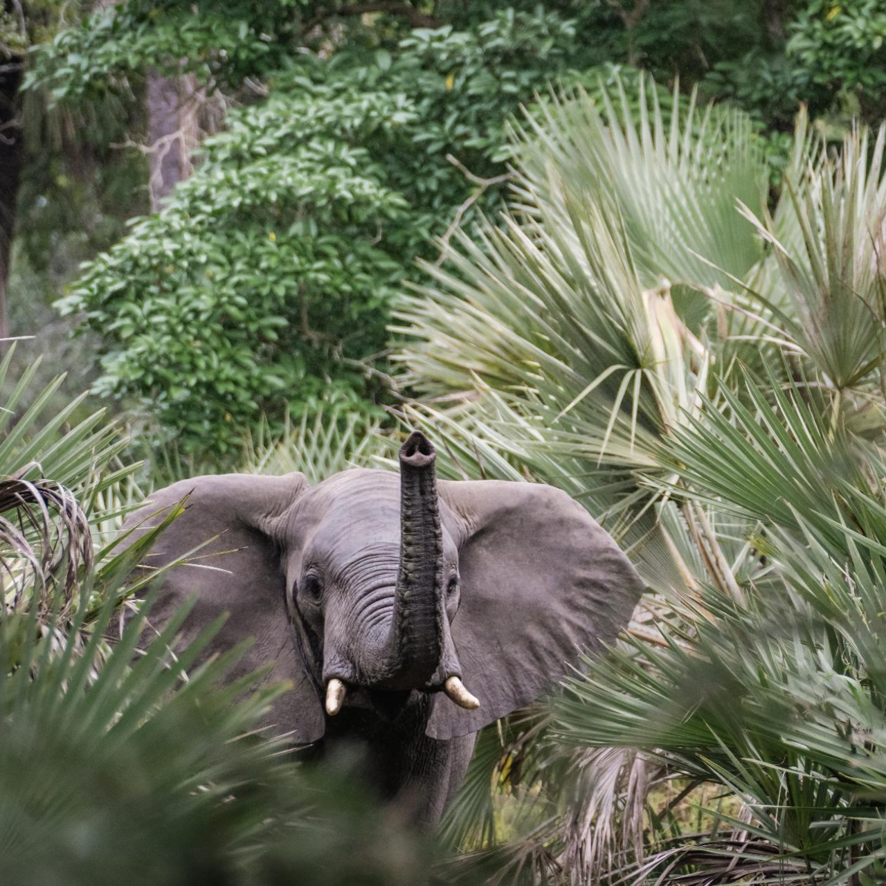GALLERY Gorongosa Safaris 18