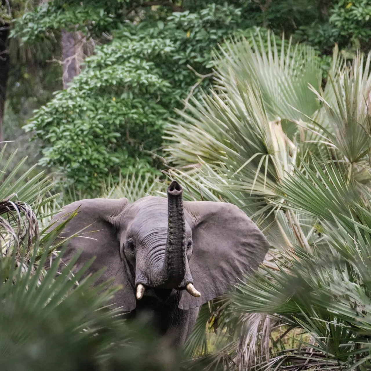 GALLERY Gorongosa Safaris 18