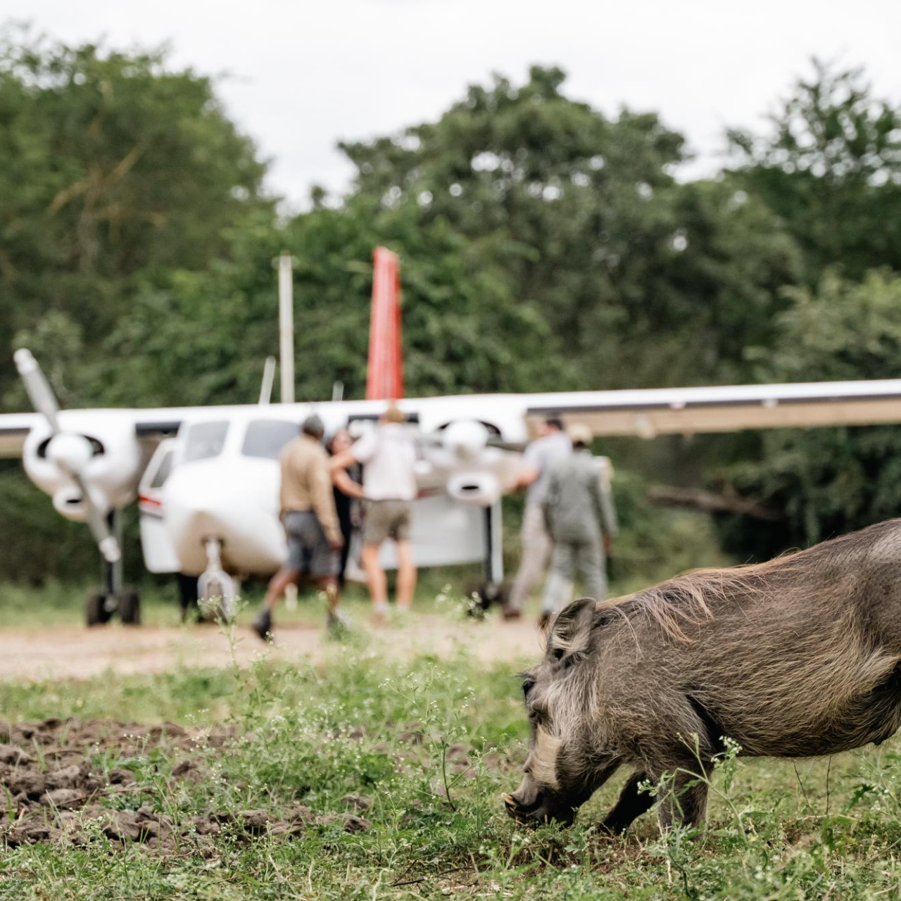 GALLERY Gorongosa Safaris 16