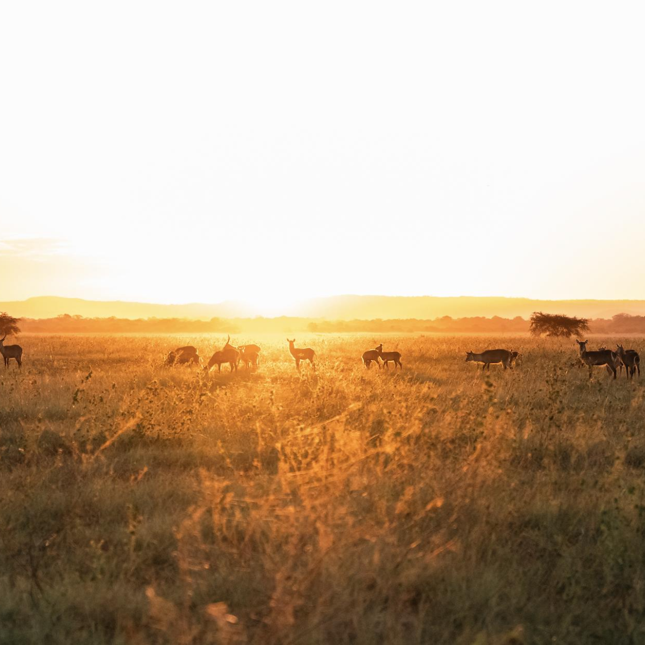 GALLERY Gorongosa Safaris 19