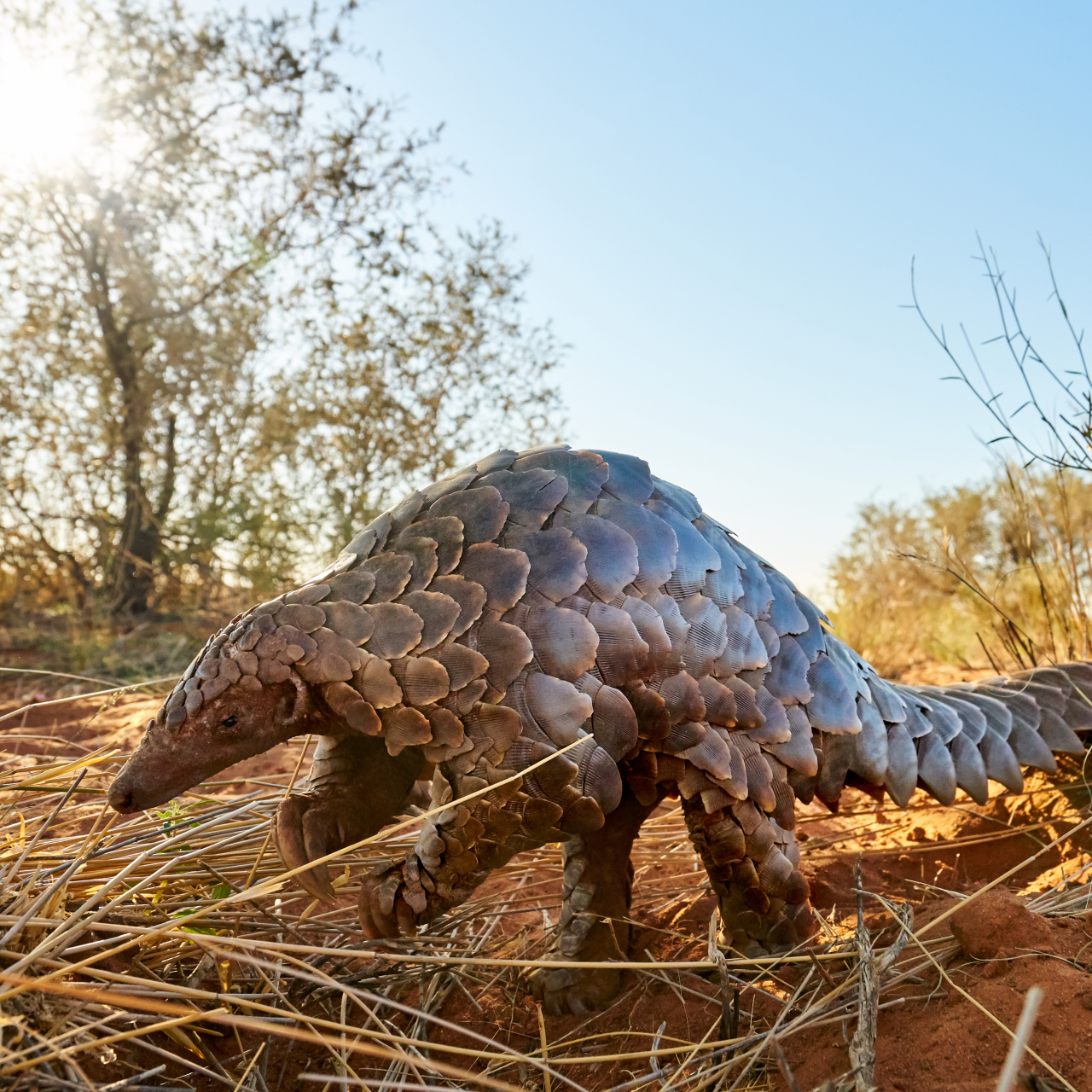 GALLERY Pangolin Research HP Tswalu