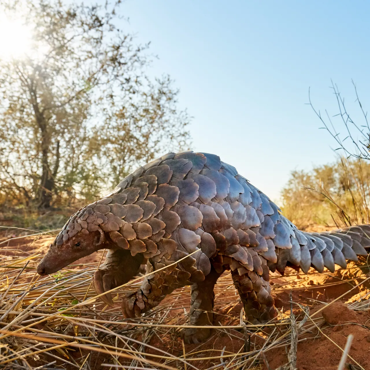 GALLERY Pangolin Research HP Tswalu