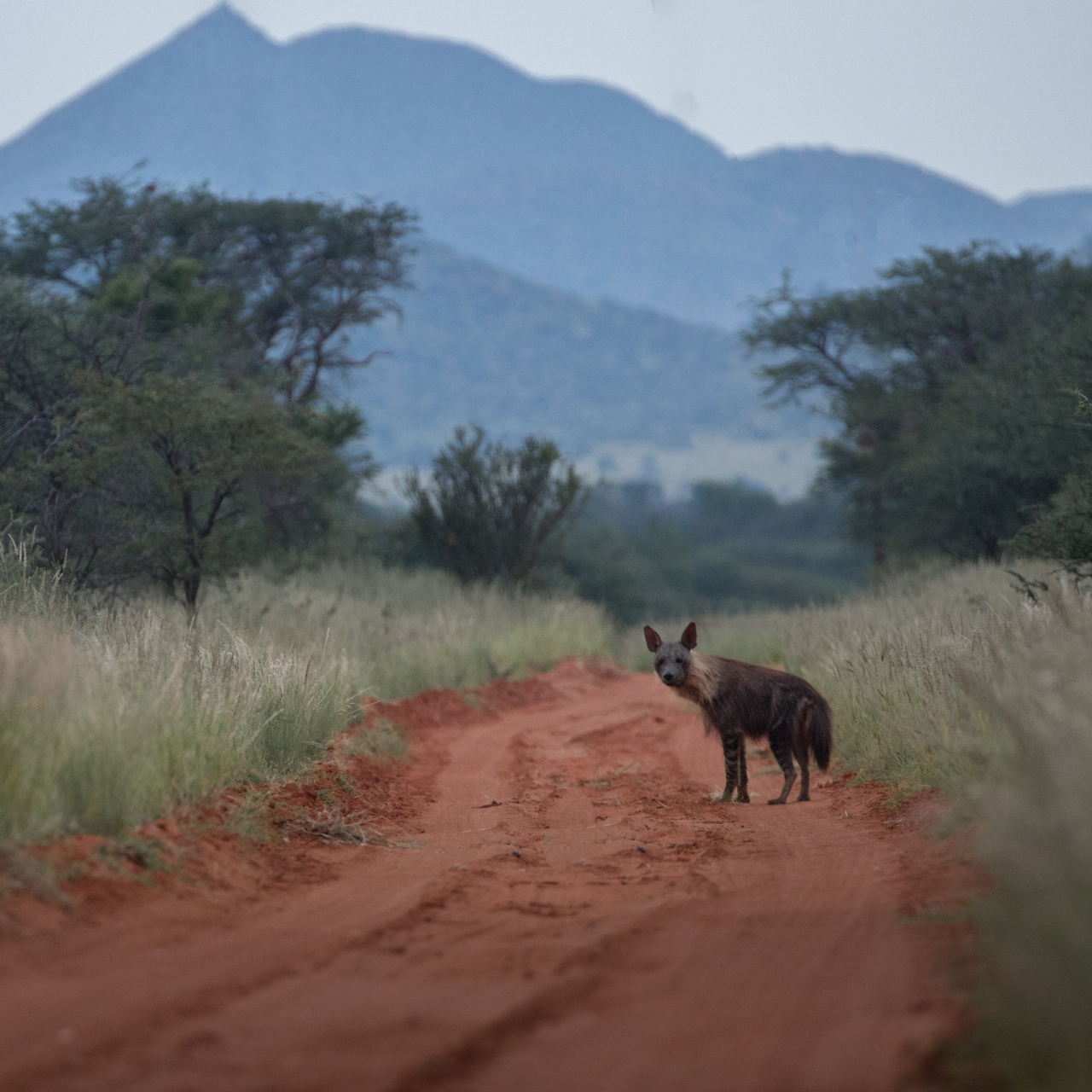 GALLERY Wildlife Thilo Beck Tswalu