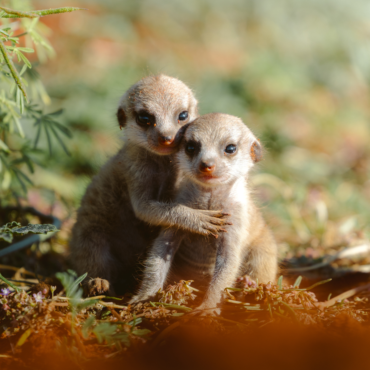 GALLERY Meerkats Natalie Julian Tswalu 0 A8 A6244
