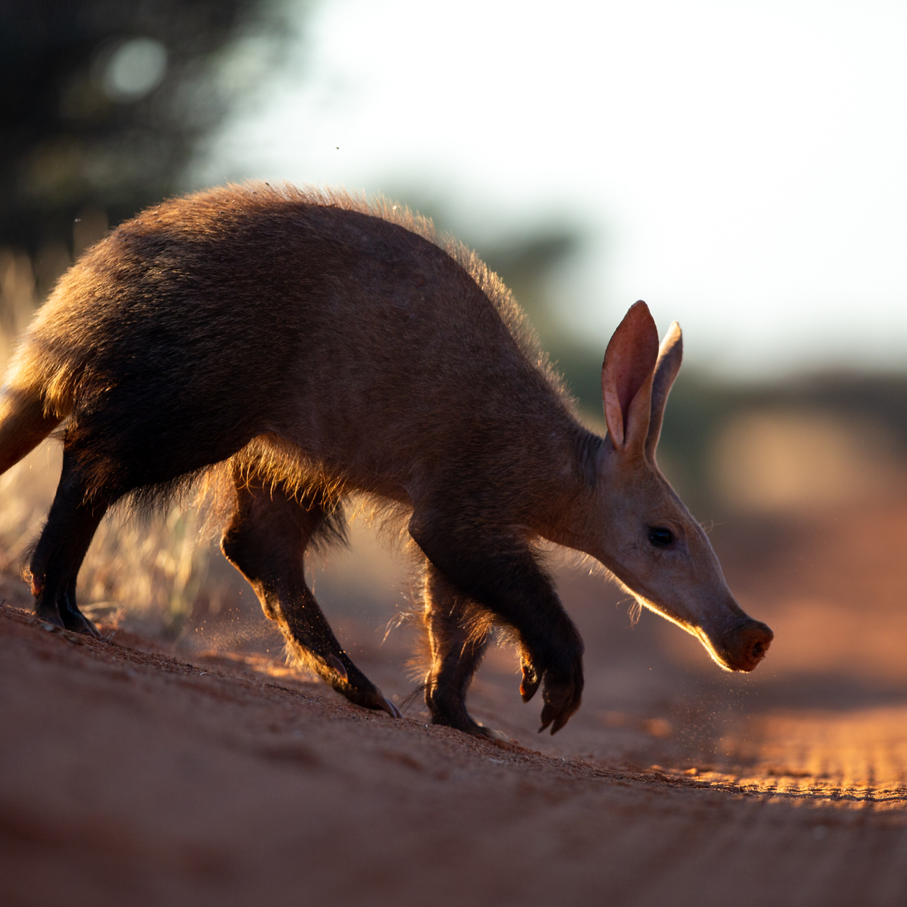GALLERY Wildlife Wild Eye Tswalu