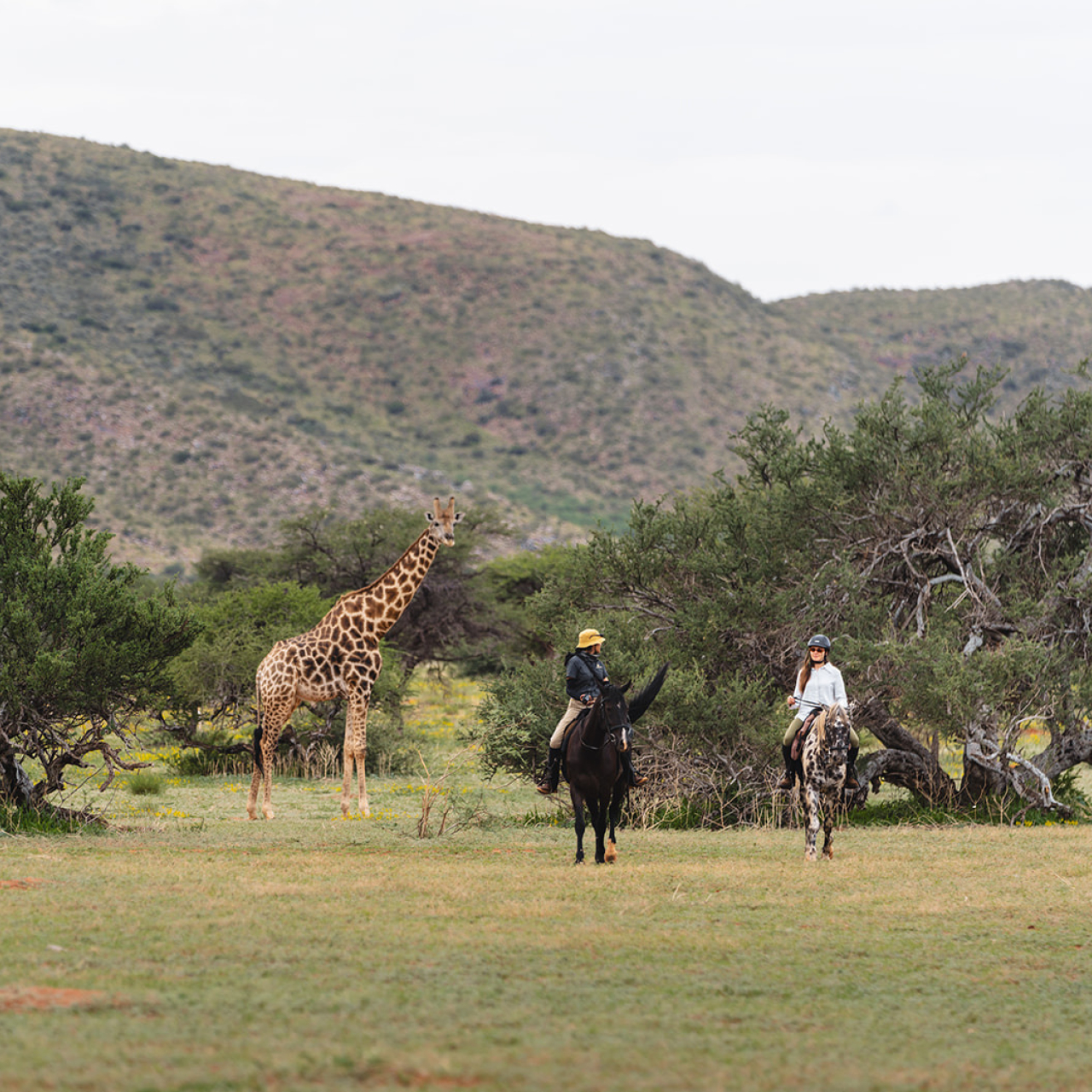 GALLERY Horse Riding Zhenya Swan Tswalu 46
