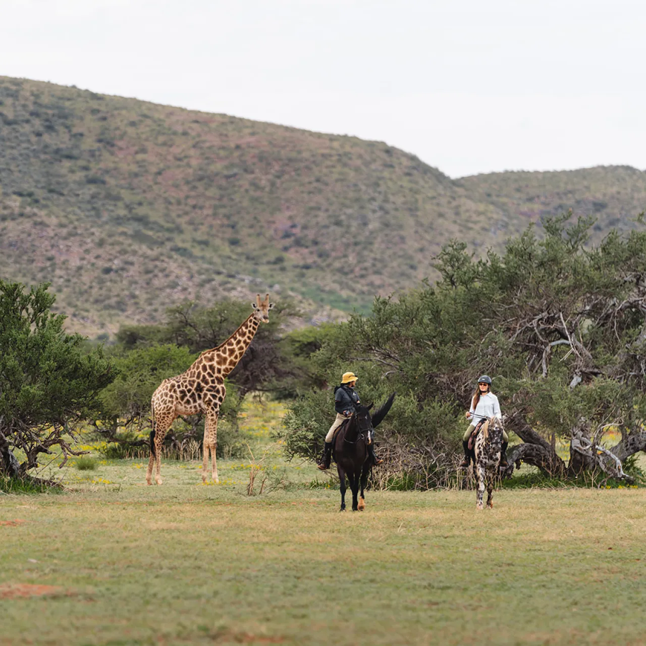 GALLERY Horse Riding Zhenya Swan Tswalu 46
