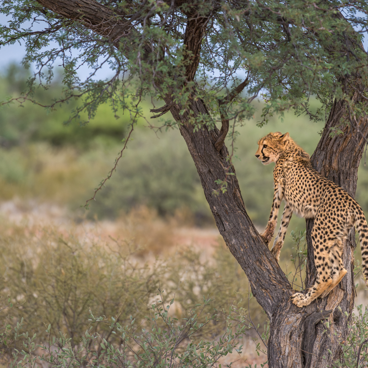 GALLERY Cheetah Research Marcus Westberg Tswalu 2024 5 56