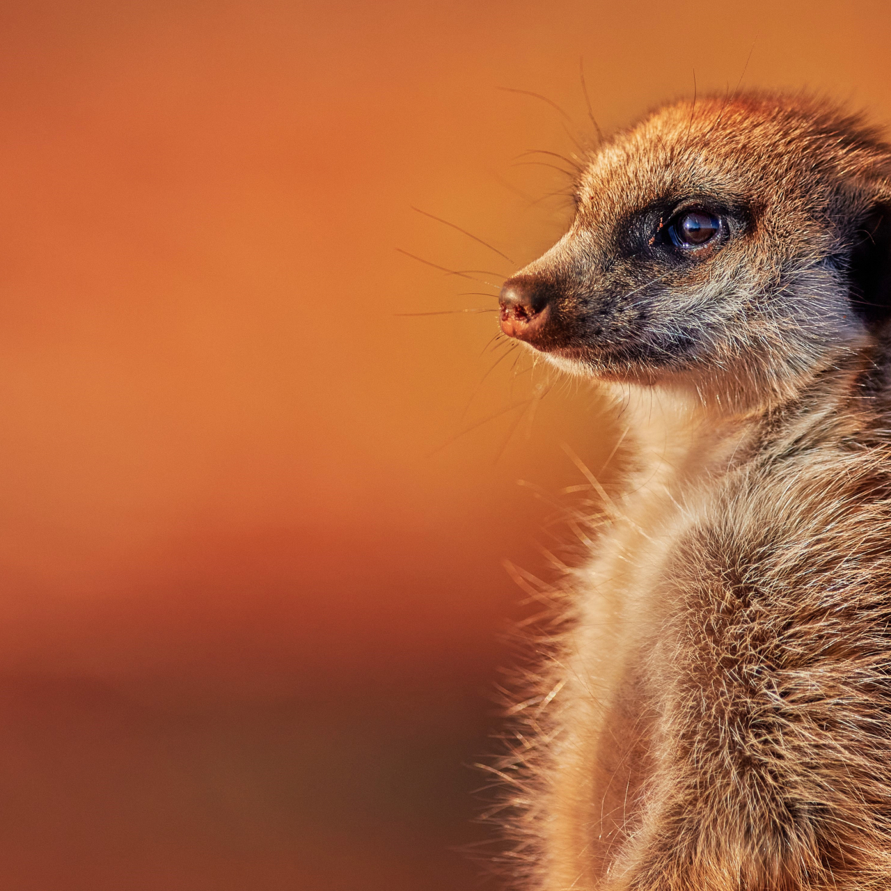 GALLERY Wildlife Dylan Smith Tswalu