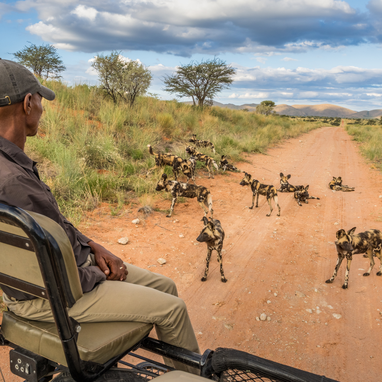 GALLERY Game Drives Marcus Westberg Tswalu