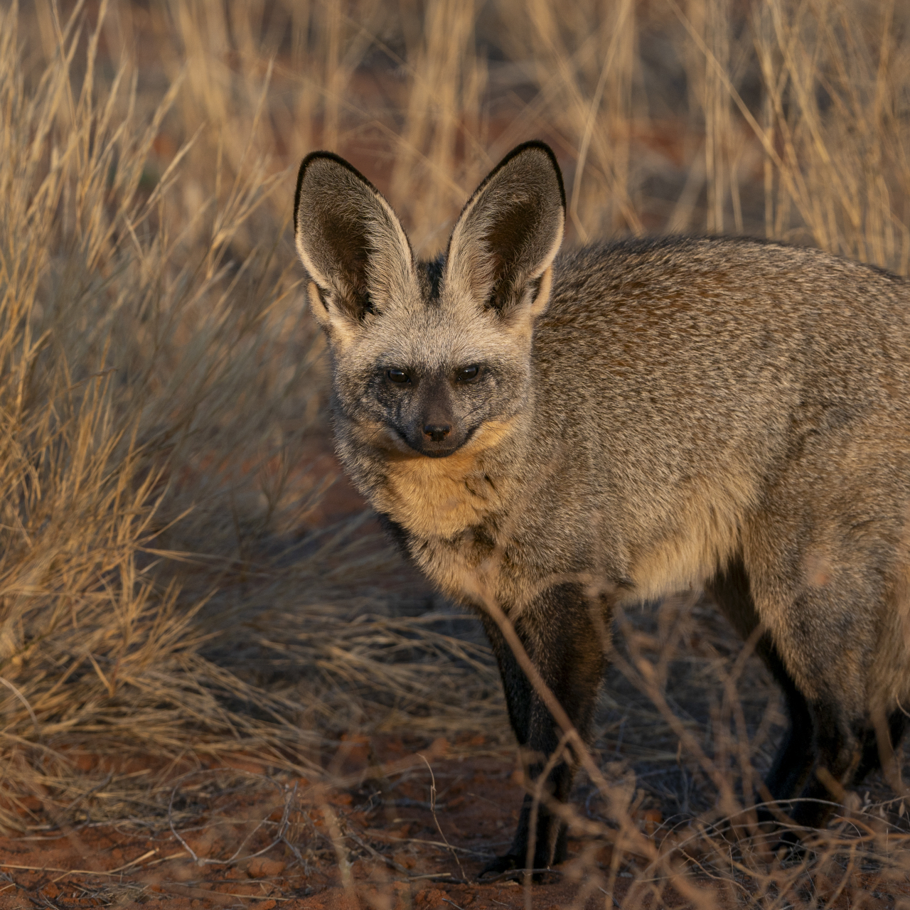 GALLERY Wildlife Trevor Kleyn Tswalu