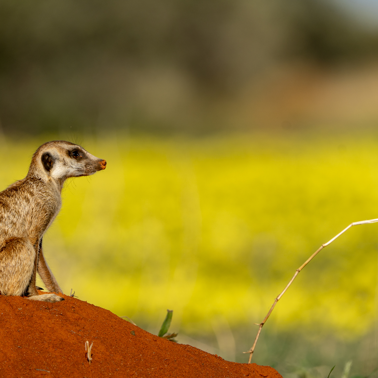 GALLERY Wildlife Trevor Kleyn Tswalu 2024 85