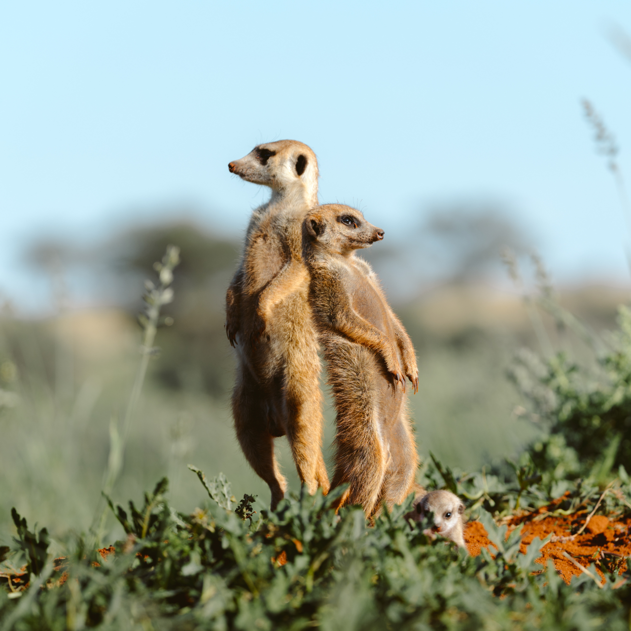 GALLERY Meerkats Natalie Julian Tswalu 0 A8 A5570