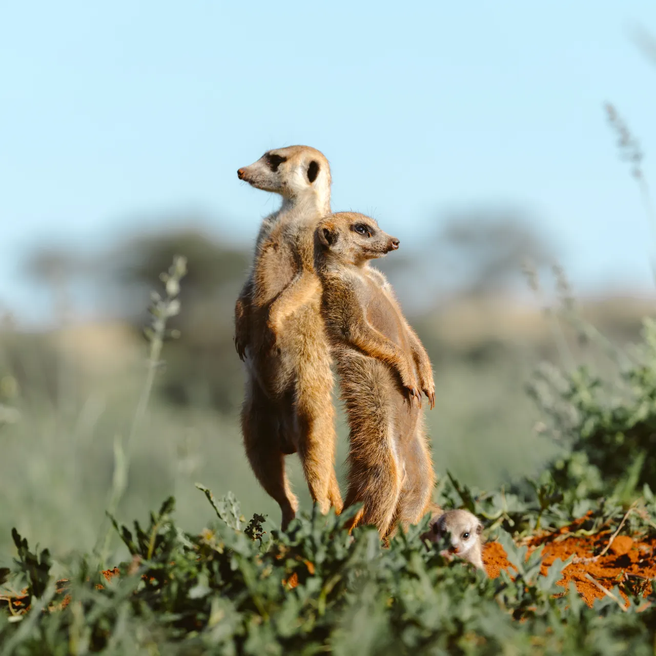 GALLERY Meerkats Natalie Julian Tswalu 0 A8 A5570