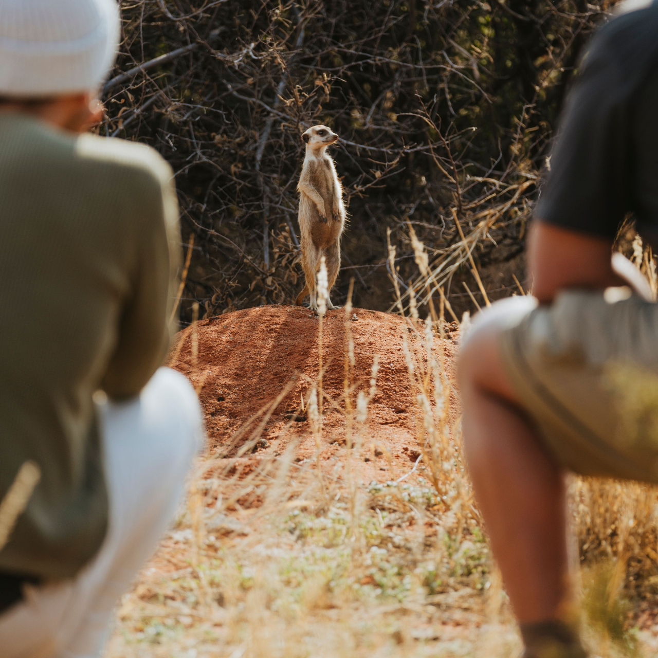 GALLERY Wildlife Chris Joubert Tswalu 2025 DSC09342