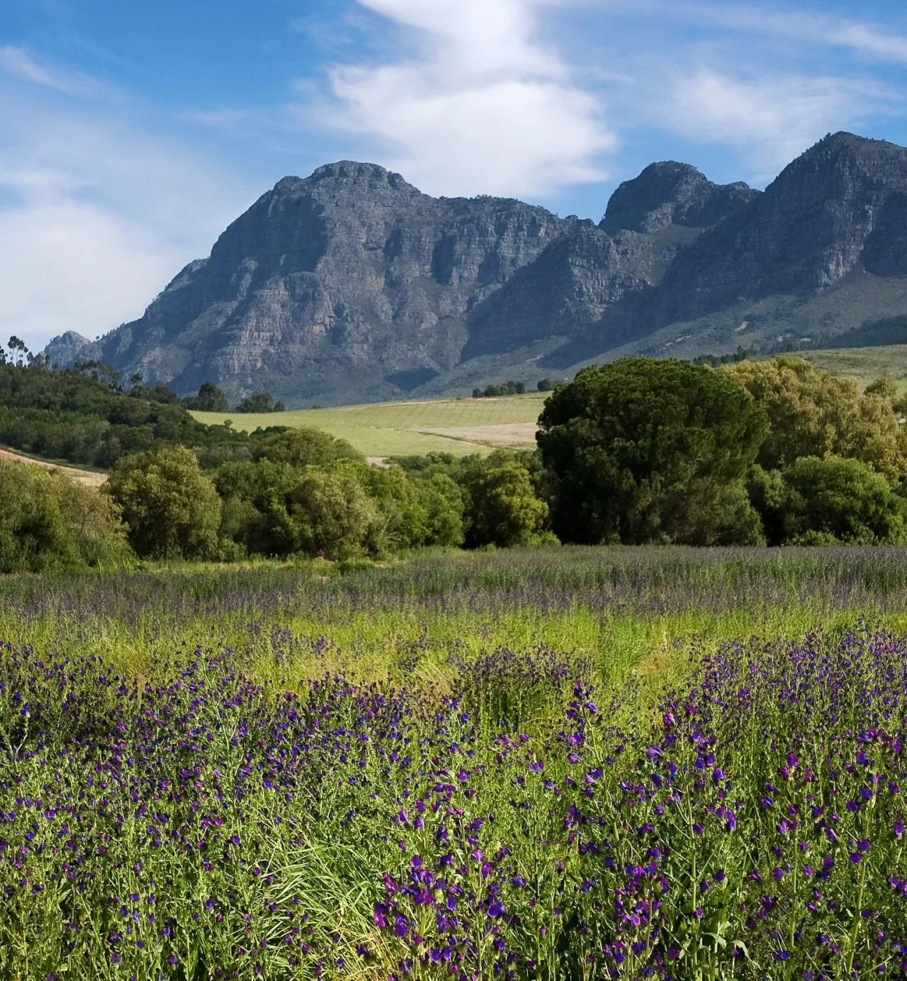 Cape Winelands and The Mother City