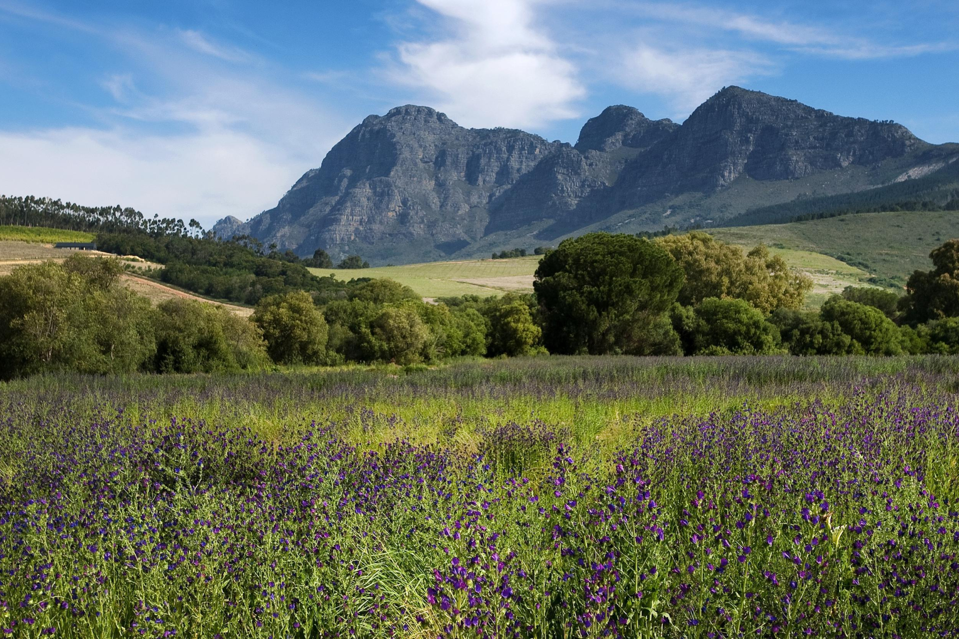 Cape Winelands and The Mother City