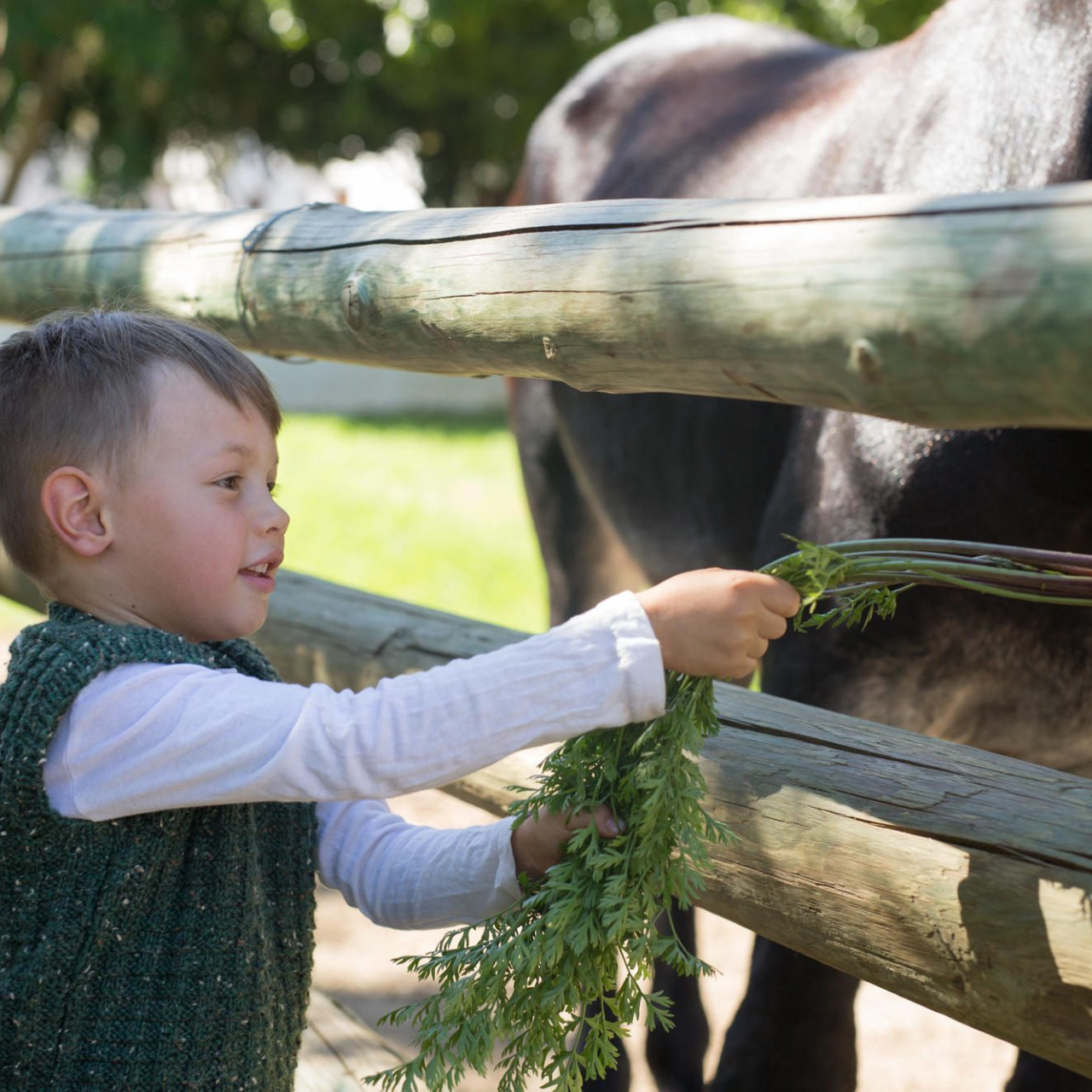 GALLERY feeding donkeys