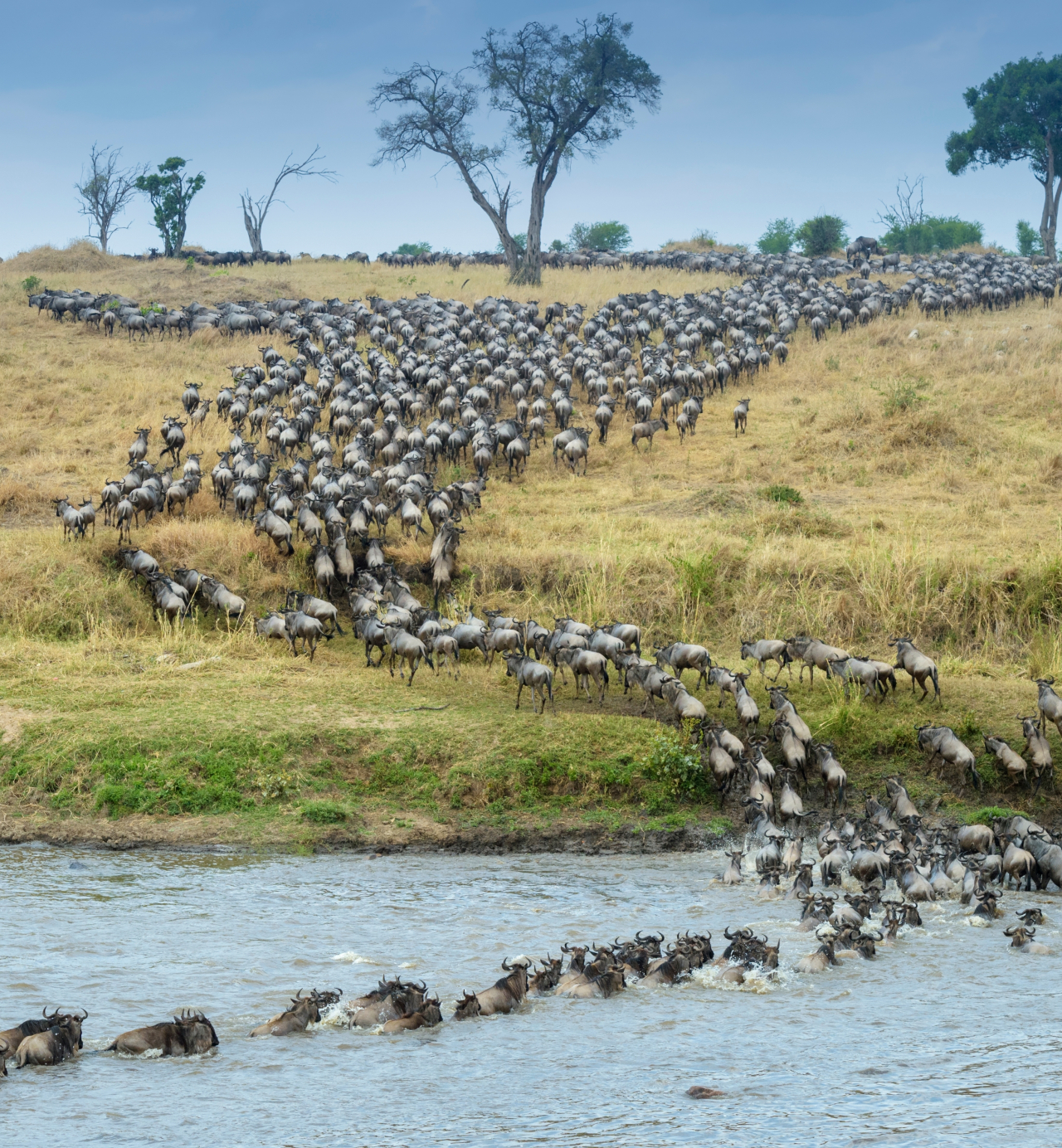 Great Migration, flamingos and tree-climbing lions