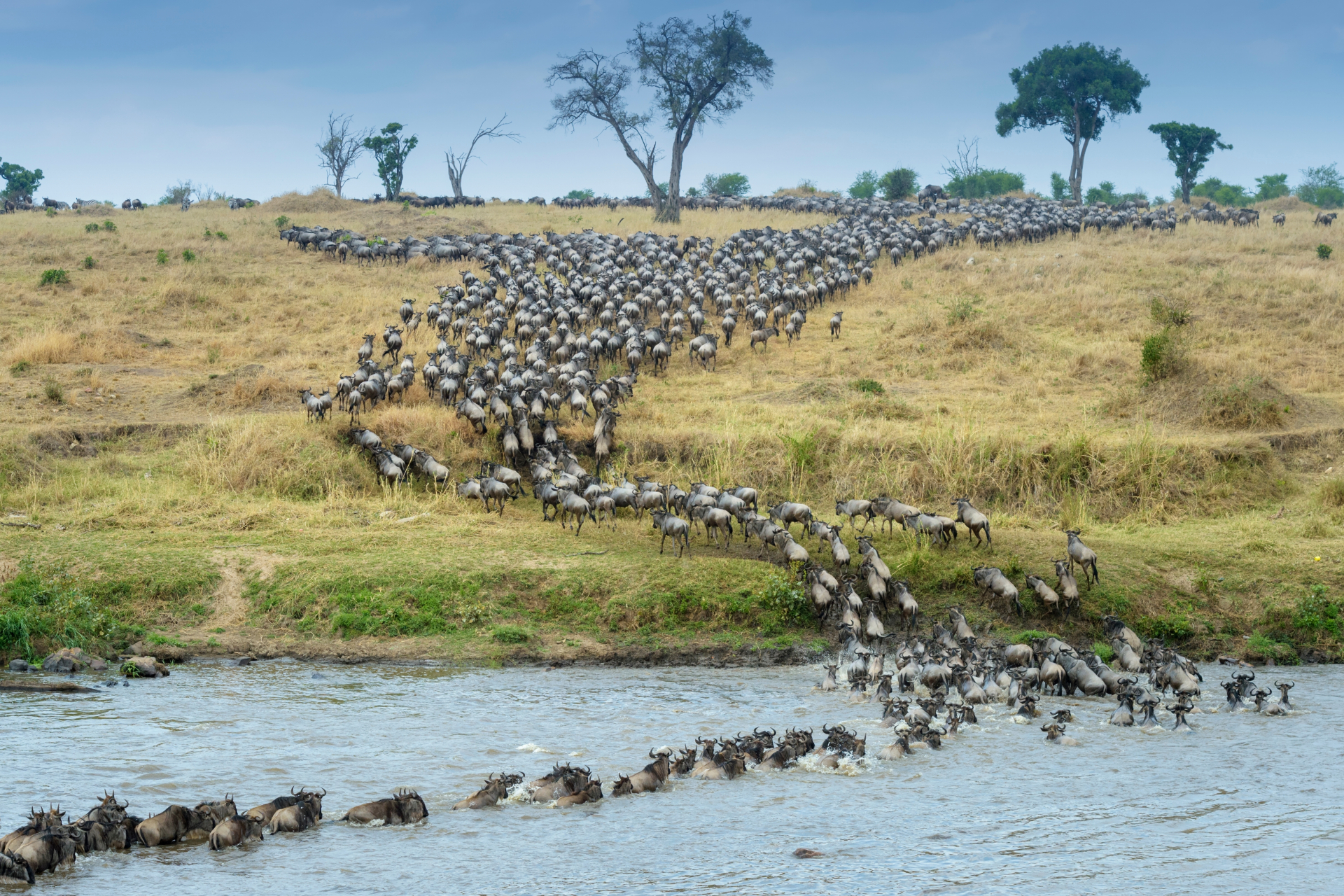 Great Migration, flamingos and tree-climbing lions