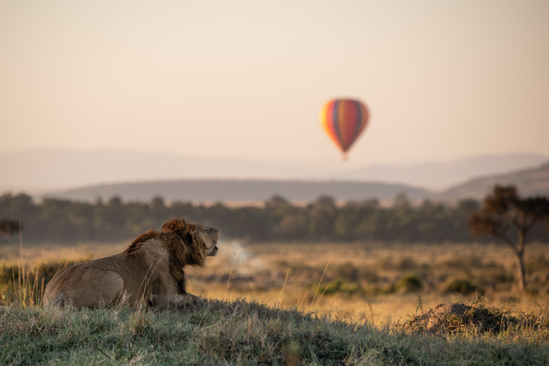Mountains, savannahs and wild Africa