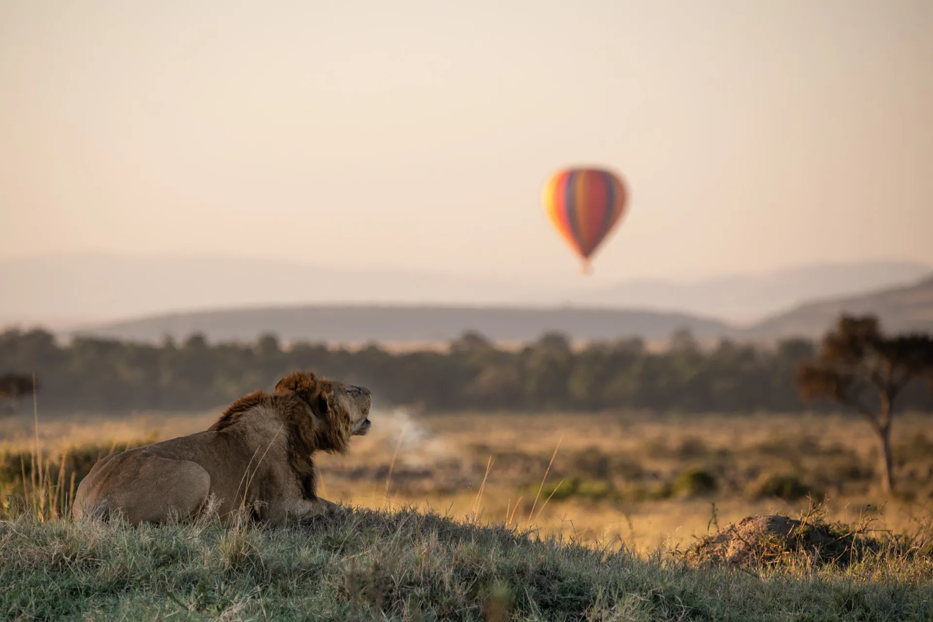 Mountains, savannahs and wild Africa