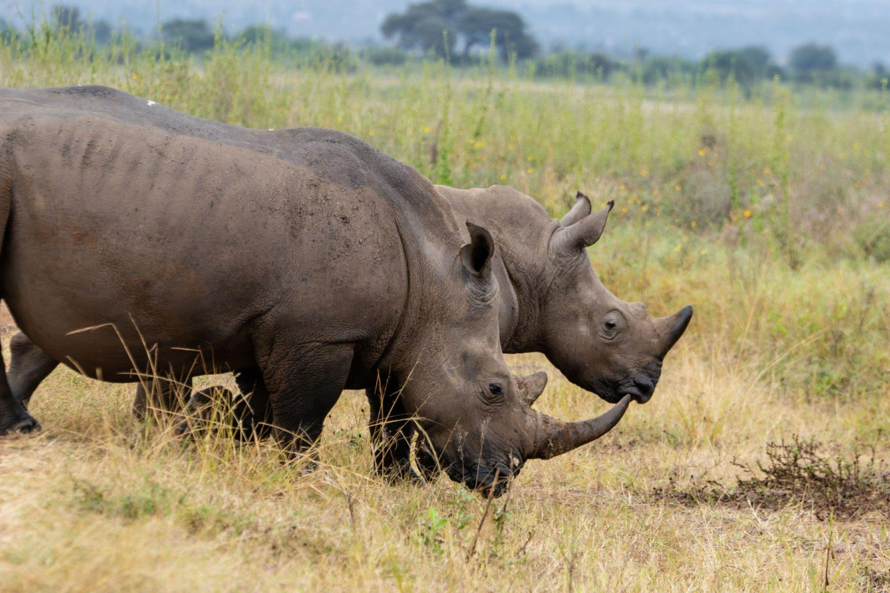 MAIN SHOT Rhinos at Nairobi National Park 1 2048x1152